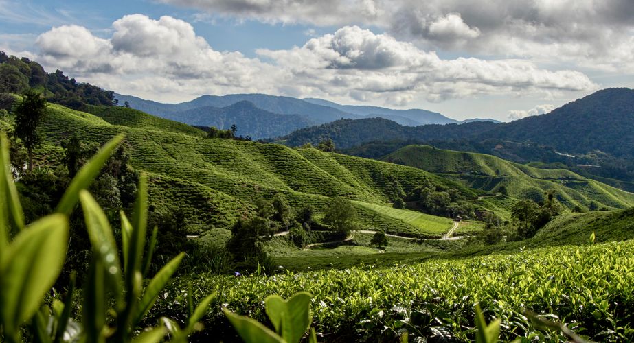 Cameron Highlands ontdekken Cameron Highlands ontdekken
